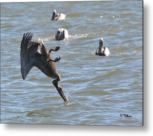 Pelican Metal Print featuring the photograph Inverted dive by Dan Williams