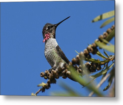 Annas Hummingbird Metal Print featuring the photograph Iridescent Anna by Fraida Gutovich