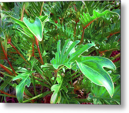 Digital Metal Print featuring the photograph Jungle Greenery by Ginny Schmidt