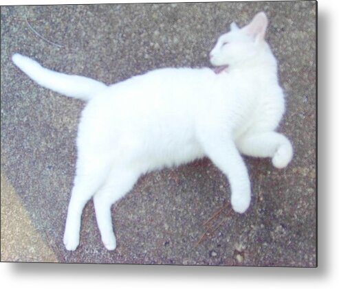 Cat Metal Print featuring the photograph Kitty Ballet by Denise F Fulmer