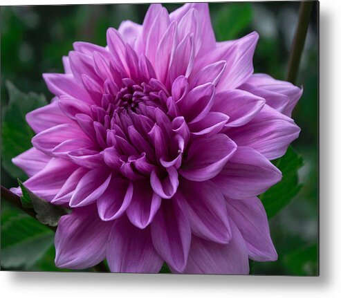 Florals Metal Print featuring the pyrography Lavender Dahlia by Arlene Carmel