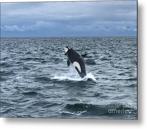 Orca Metal Print featuring the photograph Leaping Orca by Barbara Von Pagel