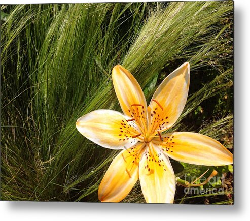 Lily Metal Print featuring the photograph Lily on the Green by Onedayoneimage Photography