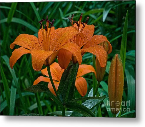 Lilly Metal Print featuring the photograph Long Valley Lily by Robert Pilkington