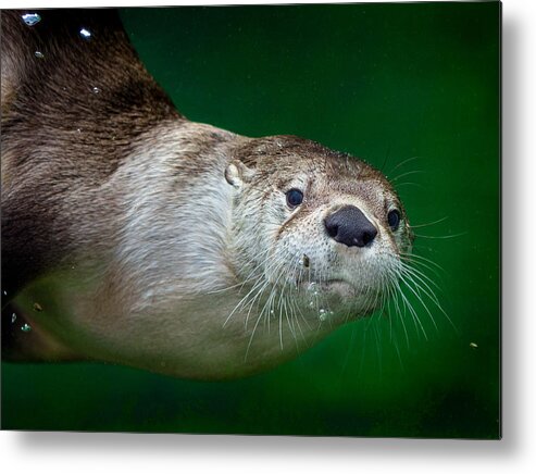 Otter Metal Print featuring the photograph Look At Me by Greg Nyquist