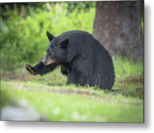 Black Bear Metal Print featuring the photograph Look at my nails by David Kirby