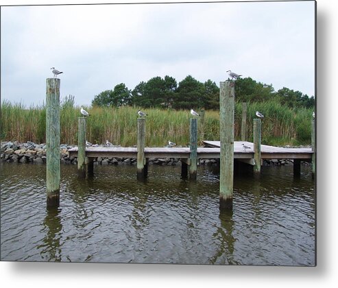 Assawoman Bay Metal Print featuring the photograph Look Left by Kevin Callahan