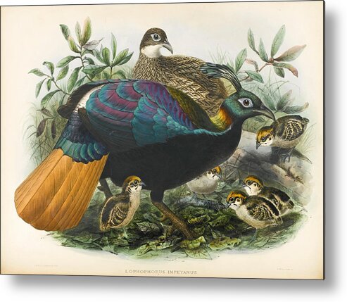 John Gerrard Keulemans Metal Print featuring the drawing Lophophorus impejanus by John Gerrard Keulemans