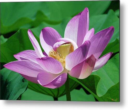 Lotus Metal Print featuring the photograph Lotus--Center of Being--Protective Covering ii DL0088 by Gerry Gantt