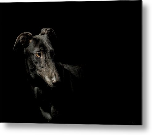 Dog Metal Print featuring the photograph Loyalty by Paul Neville