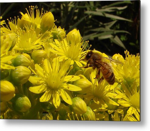 Bee Metal Print featuring the photograph Lunchtime by Tim Riley