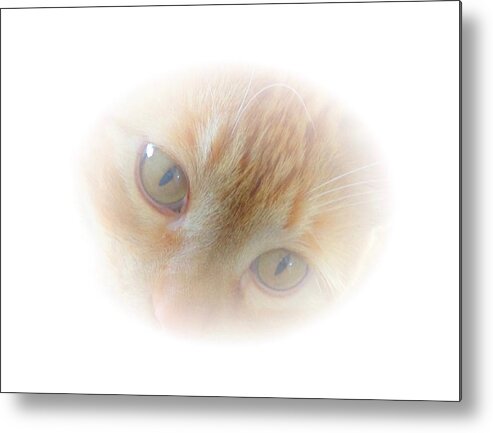 American Metal Print featuring the photograph Magic Eyes by Judy Kennedy