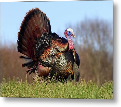 Wild Turkey Metal Print featuring the photograph Magnificent Wild Turkey Male by Lyuba Filatova