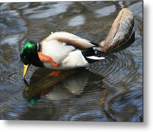 Wildlife Metal Print featuring the photograph Mallard With an Itch by William Selander