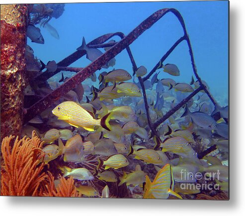 Underwater Metal Print featuring the photograph Mike's Wreck 2 by Daryl Duda