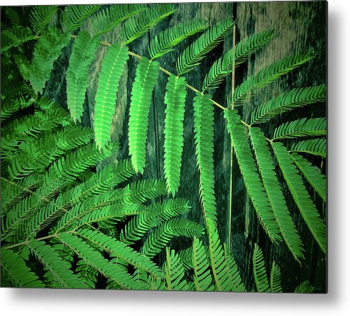 Leaves Metal Print featuring the photograph Mimosa Tree by Tony Grider