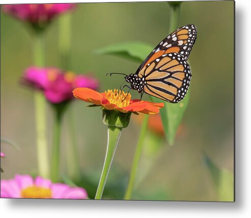Monarch Butterfly Metal Print featuring the photograph Monarch 2018-10 by Thomas Young