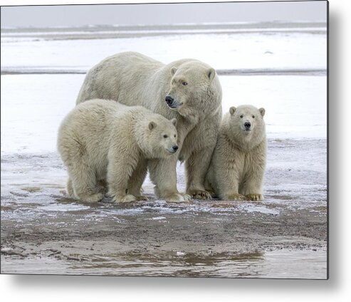 Animal Metal Print featuring the photograph Mother and Cubs in the Arctic by Cheryl Strahl