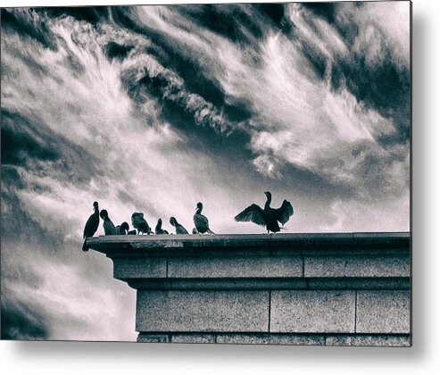 Cormorants Metal Print featuring the photograph Cormorant's Cry by Jessica Jenney