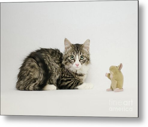 David Schultz Metal Print featuring the photograph Ms Alexia and mouse by Irina ArchAngelSkaya