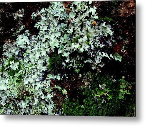 Lichen Metal Print featuring the photograph Natural Still Life #6 by Larry Bacon