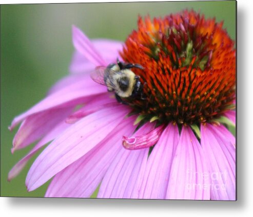 Pink Metal Print featuring the photograph Nature's Beauty 82 by Deena Withycombe