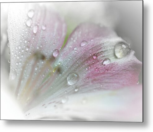Flower Metal Print featuring the photograph No Title by Paul Gavin