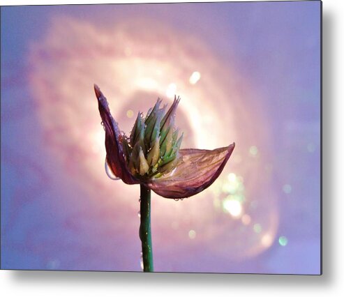 Allium Schoenoprasum Metal Print featuring the photograph Nova Chive by Barbara St Jean