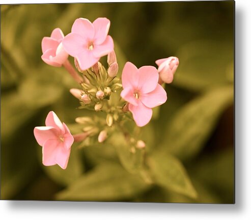Flower Metal Print featuring the photograph Old Fashioned Spring by Corinne Rhode