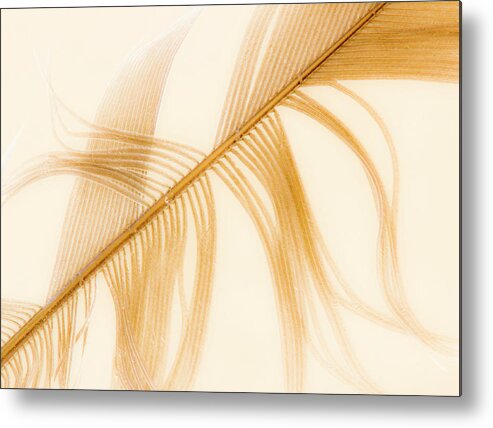 Macro Metal Print featuring the photograph Old Feather by Jim Painter