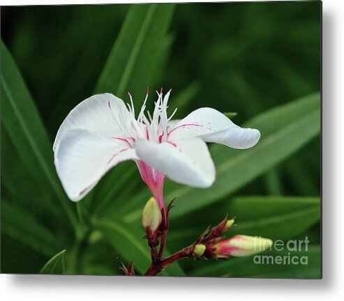 Oleander Metal Print featuring the photograph Oleander Harriet Newding 1 by Wilhelm Hufnagl