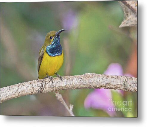 2014 Metal Print featuring the photograph Olive-backed Sunbird by Jean-Luc Baron