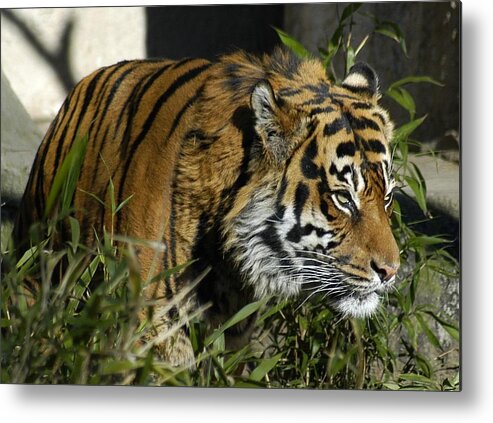 Tiger Metal Print featuring the photograph On The Prowl by Lori Seaman