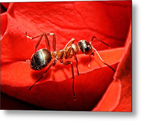 Ant Metal Print featuring the photograph One Soldier by Lawrence Christopher