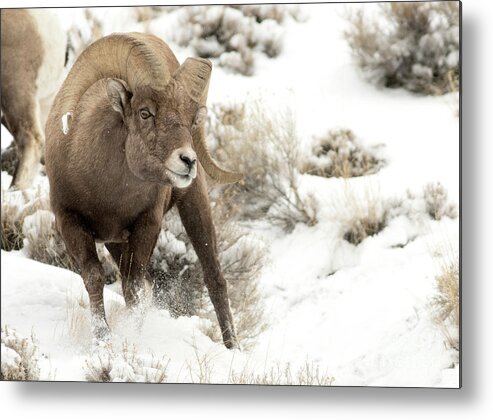 Big Horn Ram Metal Print featuring the photograph One Tough Guy by Deby Dixon