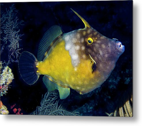 Jean Noren Metal Print featuring the photograph Orange Filefish by Jean Noren