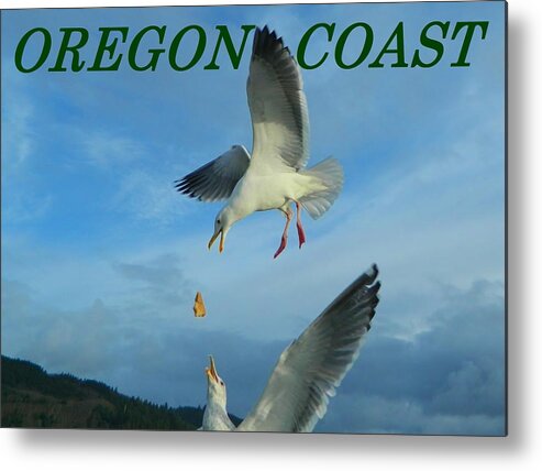 Gulls Metal Print featuring the photograph Oregon Coast Amazing Seagulls by Gallery Of Hope 