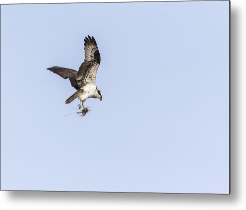 Osprey Metal Print featuring the photograph Osprey 2016-6 by Thomas Young