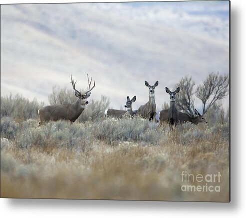 Deer Metal Print featuring the photograph Painting by Douglas Kikendall