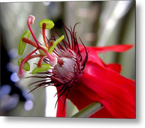 Flowers Metal Print featuring the photograph Passion Flower in Red by Adam Johnson
