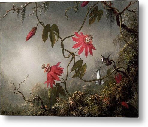 Passion Flowers And Hummingbirds About 187083 Martin Johnson Heade (american Metal Print featuring the painting Passion Flowers and Hummingbirds by Johnson Heade