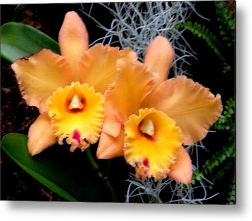 Flowers Metal Print featuring the photograph Peachy Couple by Jeanette Oberholtzer