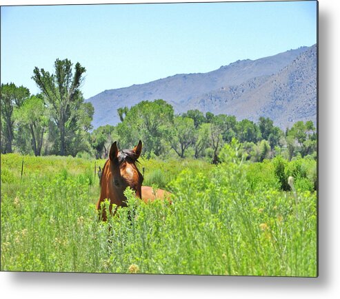 Sky Metal Print featuring the photograph Peek a boo by Marilyn Diaz