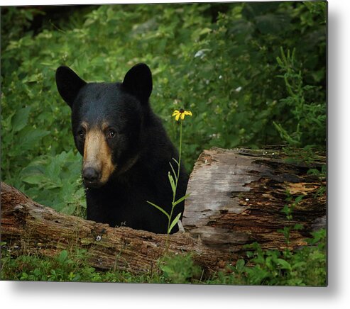 Bear Metal Print featuring the photograph Peeking Around the Log by Duane Cross