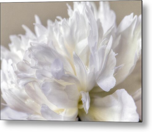Peony Metal Print featuring the photograph Peony 2 by Karen Smale