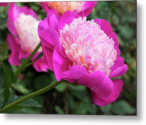 Peony Metal Print featuring the photograph Peony by Chris Berrier