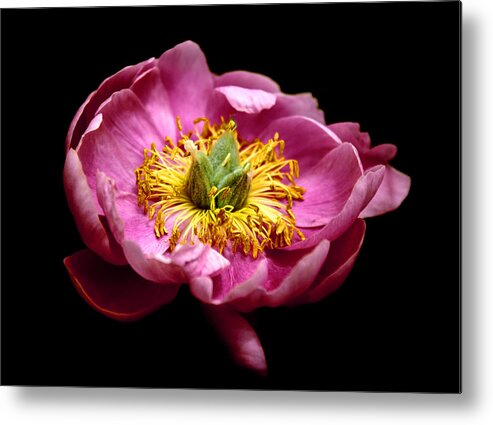 Peony Metal Print featuring the photograph Peony Pride by Jessica Jenney