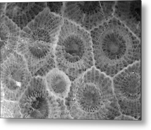 Stone Metal Print featuring the photograph Petoskey Stone 3 BW by Mary Bedy