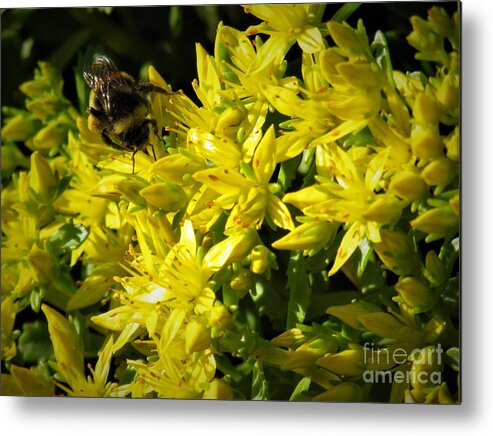 Photograph Metal Print featuring the photograph Photograph of a Bee on Yellow Flowers by Delynn Addams