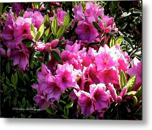 Flowers Metal Print featuring the photograph Pink Azaleas by Ed Stines
